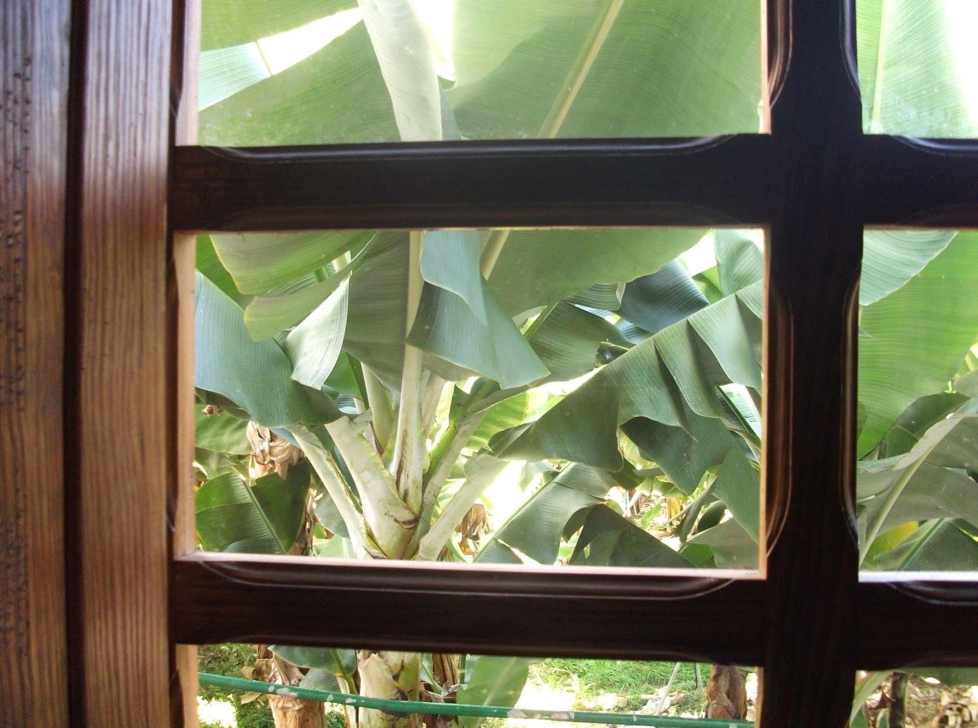 Casa Rural Llano Campo Hermigua Εξωτερικό φωτογραφία